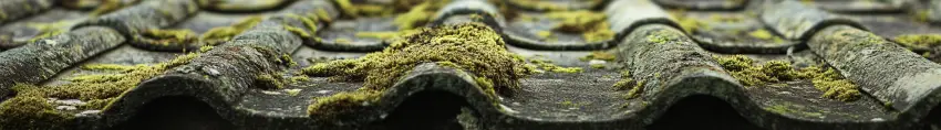 Weathered asbestos roofing sheets, covered in moss